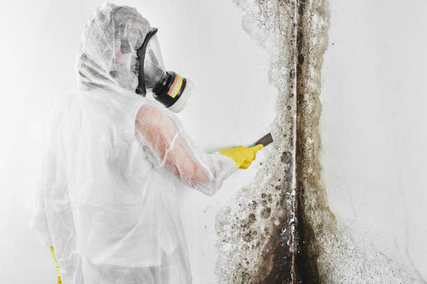 Best White Mold Remediation in Highlands, NC