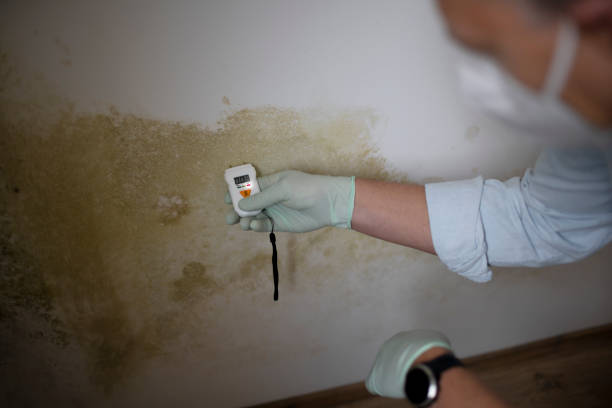 Best Residential Mold Remediation in Highlands, NC